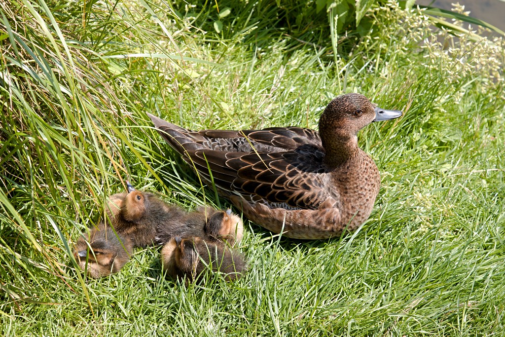 vogels vogel hdr fauna natuur aves zang vliegen vrij
